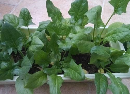 西红柿：这几种蔬菜，种在花盆里，一年四季吃不完的菜，真好