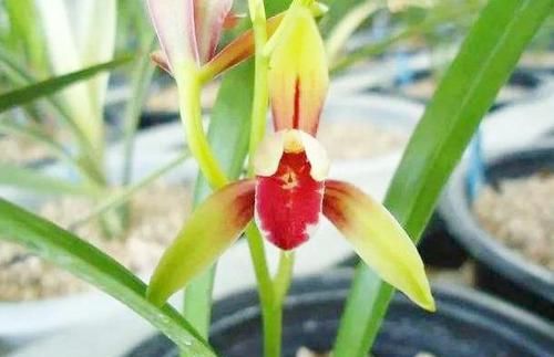 国级:贵为国级极品的兰花,花色艳红无比,花开浓郁幽远,养兰必选佳品