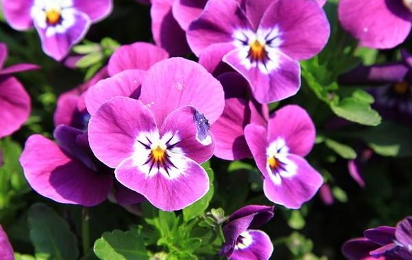 『开花』此5种花朵最适合放在阳台,沾土即活,非常容易爆盆,枝繁叶茂