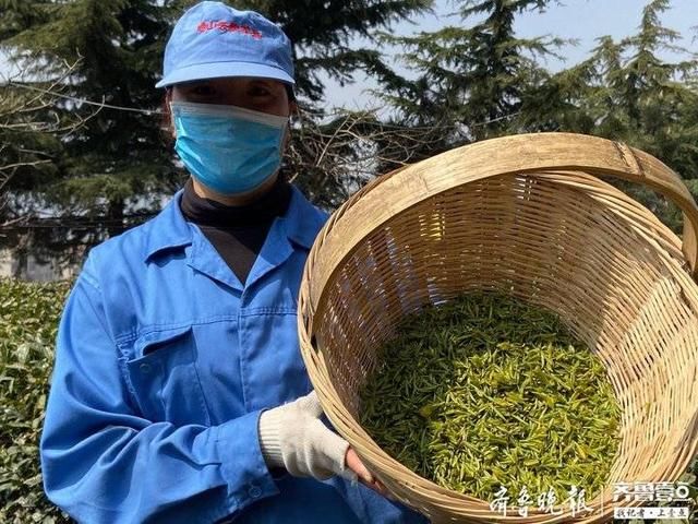  『春茶』时隔六年，正宗崂山明前茶来了！春茶刚开采已定出三成