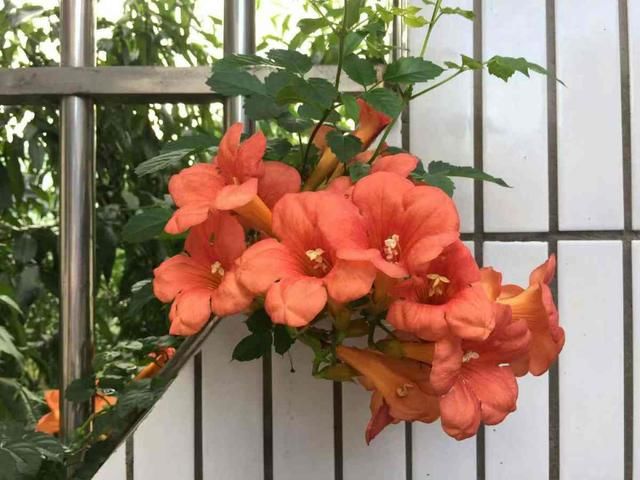  [凌霄花]别眼馋人家爬满墙的凌霄花，自己在家种一盆，一春就长成花海