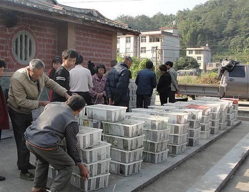  豚狸养殖：一只大不过2斤，一斤可卖50元，市场供不应求，农民：