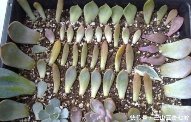扦插|多肉扦插大法好,一盆变多盆,不费劲