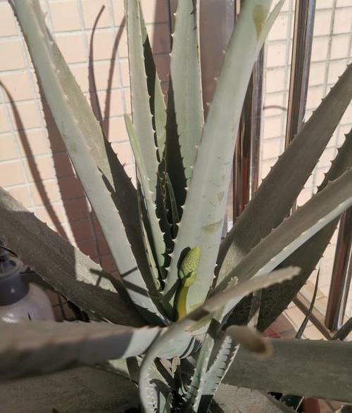  「绿萝」?养花养不活？试试这4种，“植物杀手”都能养活，爆盆不费劲