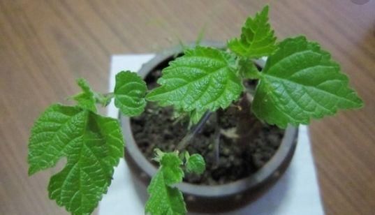 #甲醛#这种“植物”是“吸甲醛之王”,果子还能治病,栽一盆好处多多!
