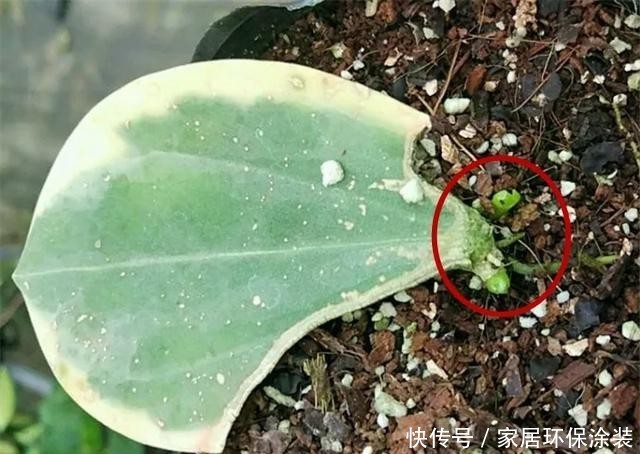  #长寿花#养花技巧：这5种花不用买了，蹭掉的叶子塞盆里，立马又冒一大盆
