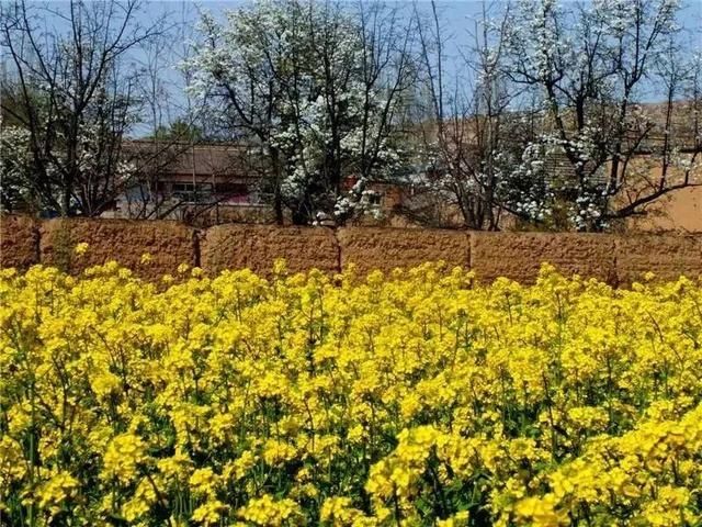『雨生』雨生百谷,花开百福,陇西的油菜花开了……