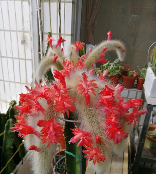 『猴尾柱』奇特植物猴尾柱,植株似猴尾,会开花,养护简单,还是盆栽佳品
