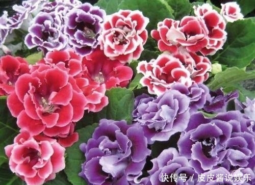 「地皮」一种草花“贴着地皮长”,叶子剁碎也发芽,又长出棵棵小牡丹