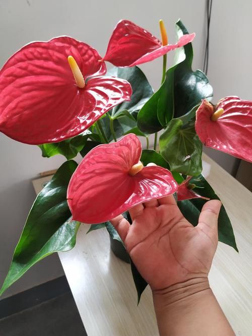  「花儿」养红掌，3点“小技巧”，拒绝黄叶烂叶，花儿红彤彤，四季花不断