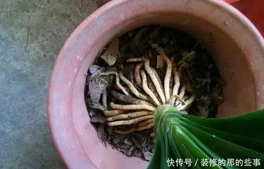轻松|君子兰烂根怎么办?学会这种“操作”方法,轻松救活花开爆盆