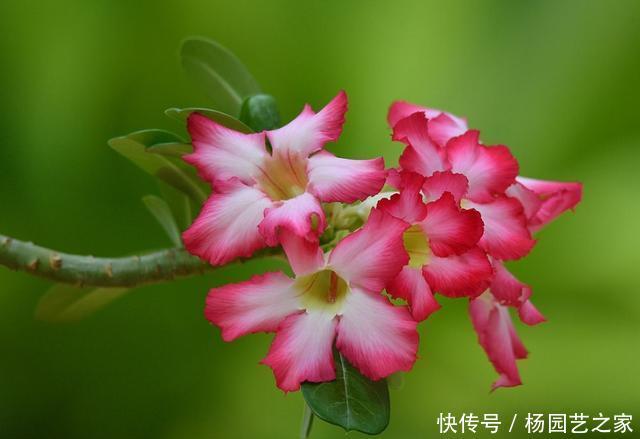  [肉质]养花就养盆它，肉质叶片耐旱好养，晒得越狠开花越好，养出小花园