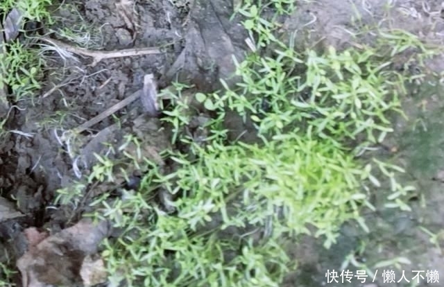  「扦插」虞美人可以打顶和扦插吗？怎么做？