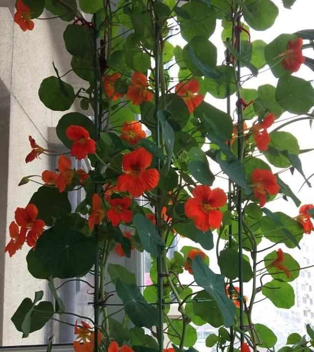  [窜成]18种花，挂窗台窜成绿窗帘，天热了遮阴真凉快！