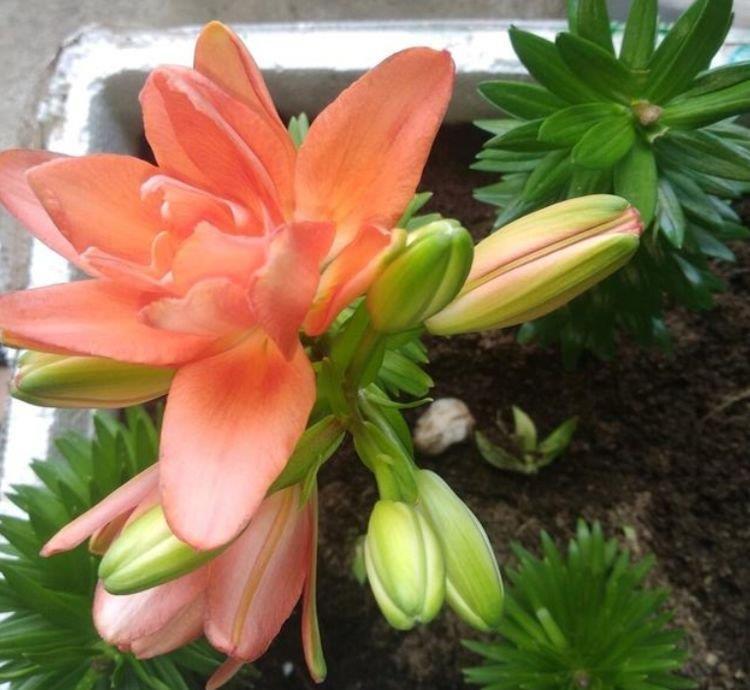  #试试#养花试试这几款，长到爆盆，净化效果非常好,特别好养活
