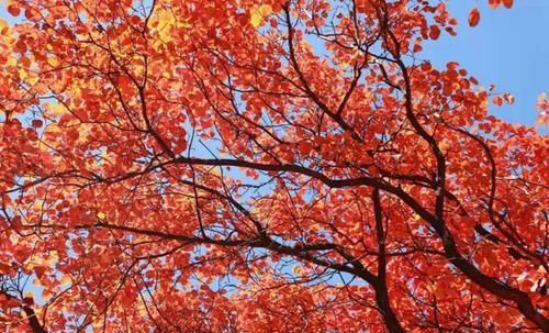 这个秋天,就想和你一起去石门坊赏红叶