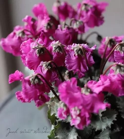  「挤满」花期超长的小兔子花，皮实好养，花朵挤满盆，开花一茬接一茬。