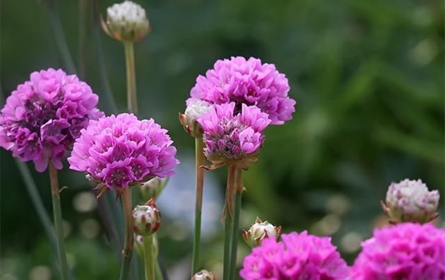  『海石竹浇水』美如桃花钗的海石竹,可以连续开花几个月,浇水要注意两个问题