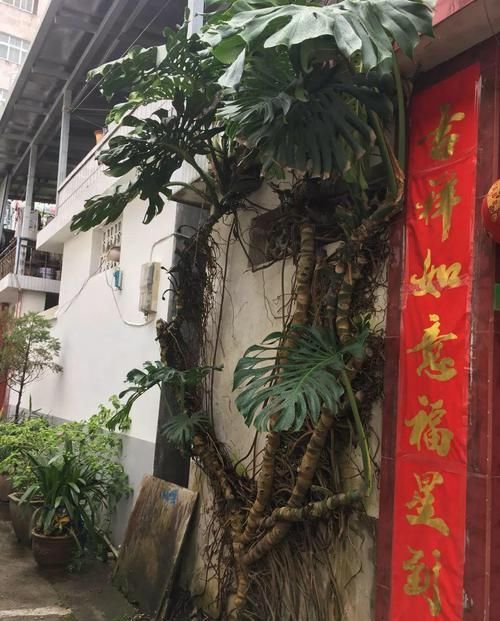  「地方养护」4种花在他们手里，个个长成巨无霸，到底喂了啥好东西！