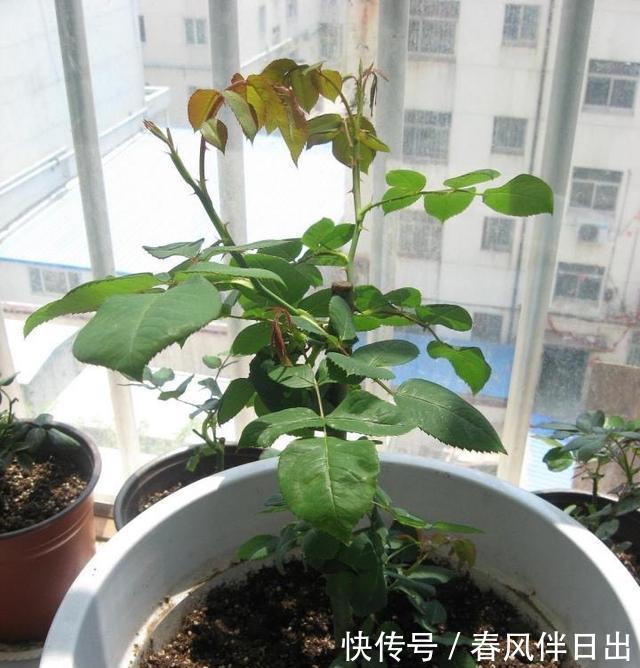  小苗期间：对待月季苗要“心狠”，越是不停摘心打顶，越是花苞多、变大棵