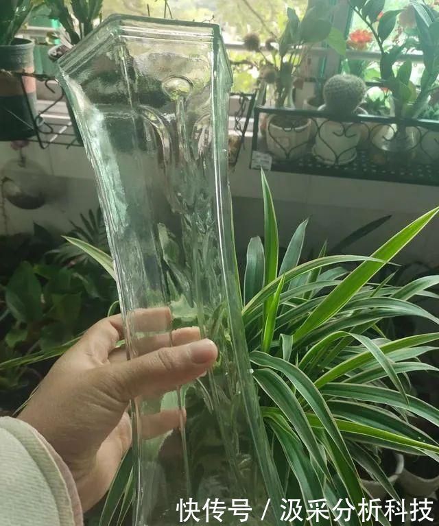 『打造』打破常规,用一个废旧衣架,打造铜钱草独特造型