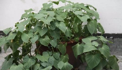  『邻居』阳台种菜，一个月长满盆，新鲜韭菜一茬接一茬，吃不送邻居