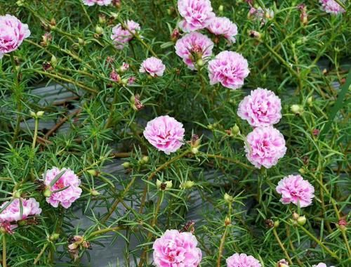  「枝条」太阳花枝条经常长白色虫子，捏死一批又长一批，有好办法吗？