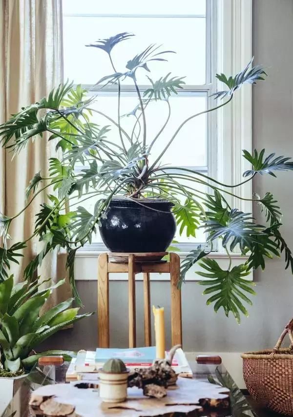  【自带】自带镇宅安家的30种大植物，满满都是安全感