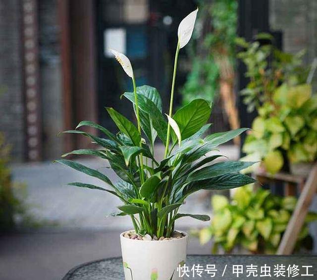  试试：家里这几种花，天生怕晒，一晒就黄，不信就试试
