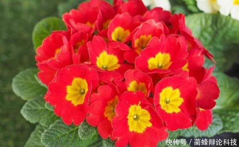  『适合』“3种花”很适合阳台养，花香四溢，开花旺，有种初恋的感觉！