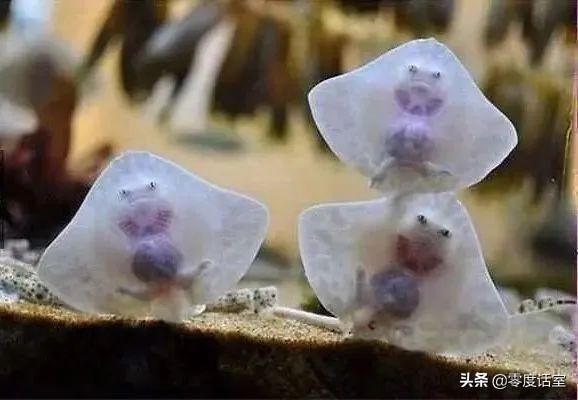  #身为#身为一枚吃货，馋起来看啥都像吃的！