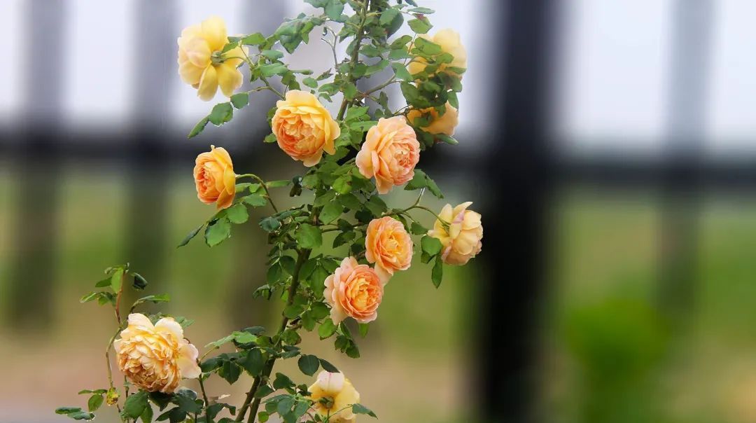  「适合」适合懒人养的花,养成轻松成本低!