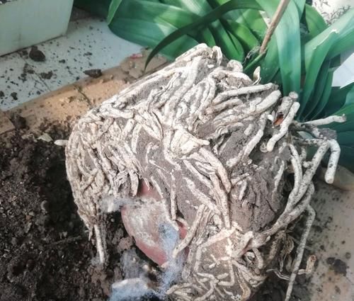  「盆土」倒盆的君子兰做到4点养护，新芽疯长，肉质根撑破盆，开花成群兰