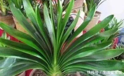 随便|这“6种花”客厅随便养2盆,养人“旺财”还镇宅,越有钱越爱养