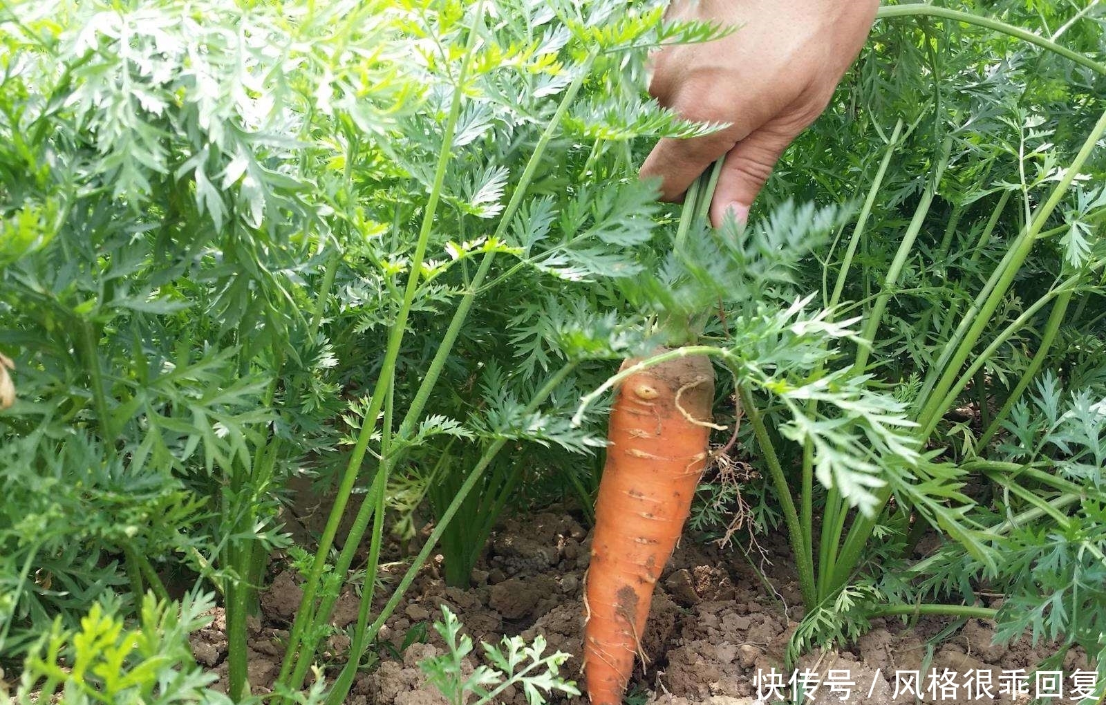 农村俗语“一场秋雨一场寒”，立秋后，可以种植哪些农作物