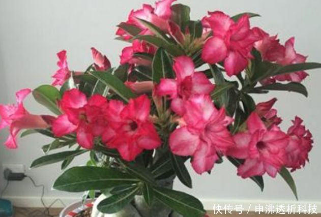 蓝雪花■3月,阳台就养“4种花”,越热花开越多,30天养成“小花园”!