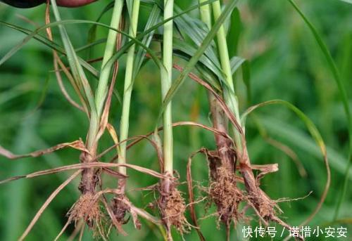 农村地里碰到此草，定要拔回家，根部价值相当珍贵，拔到就是赚到