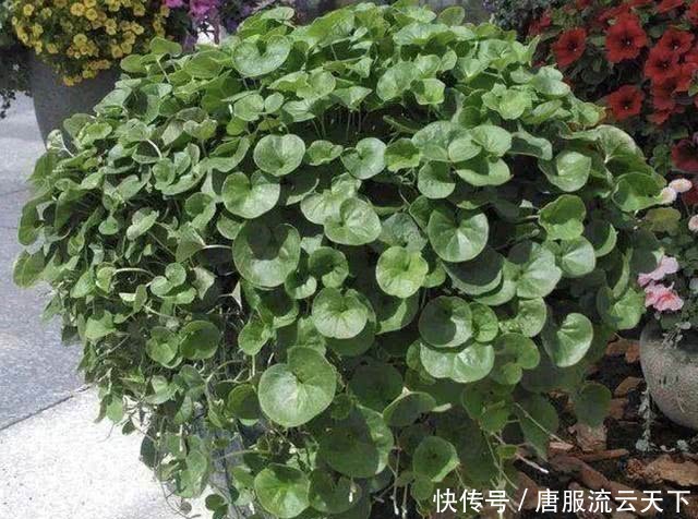 「记得」河岸上,若是遇见1种“杂草”,记得保护,人称“马蹄金”,珍贵
