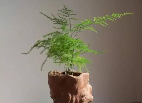  「常见」文竹是办公桌上常见的植物，文竹怎么养更好？