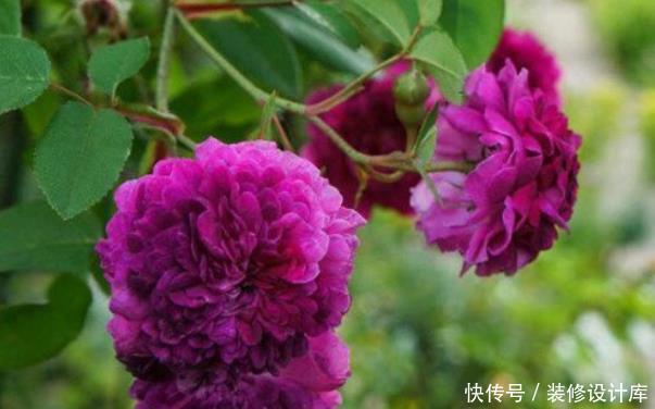  『赏心悦目』新手养花，不如养盆花中精品“蓝眼菊”，花色浓艳，赏心悦目