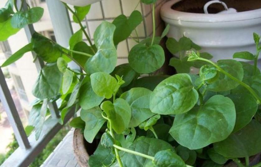  「韭菜」别人种花我种菜，“5种菜”种阳台，1个月就能吃，吃完一茬又一茬