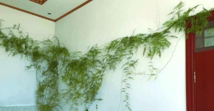  窗帘@9种瀑布花，没光也能挂满墙，连窗帘都省了！