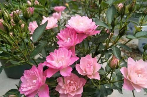  养盆■阳台养盆这个“花”，多晒太阳，浇浇水，一年到头都开花，值得养