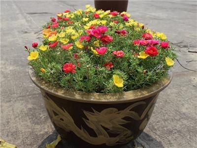  『观赏价值』中国产的世界名花，花形艳丽不逊牡丹，花期达半年，观赏价值极高