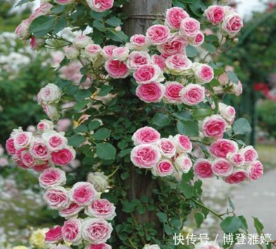 适合@我国这几种花卉,都适合在院子里种植,有条件的建议种几株