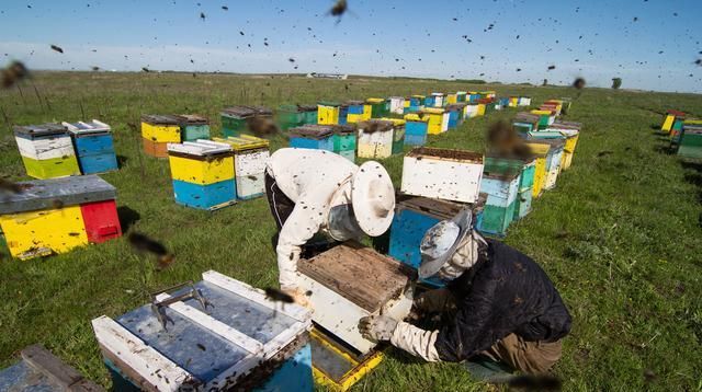  『不难』1群蜜蜂分3群，方法虽不难，却没这种分蜂方法成功率高