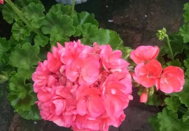  植物@好养还容易爆花的植物，除了长寿花，还有天竺葵，哪个更美