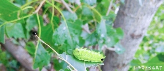  【皮肤】被“洋辣子”蜇了怎么办？老农：别着急，解药就在它身上