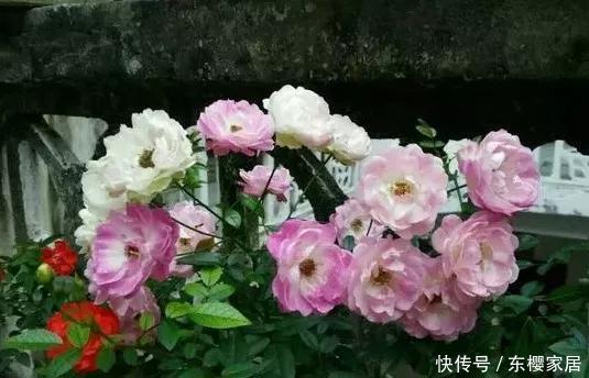 「只养」只养这1种花,就能打造绝美花园和阳台!月季品种和养护要点!