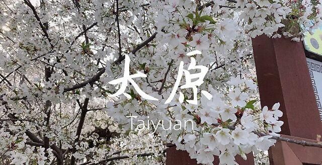  「太原」花开满龙城，太原的春天刷了屏